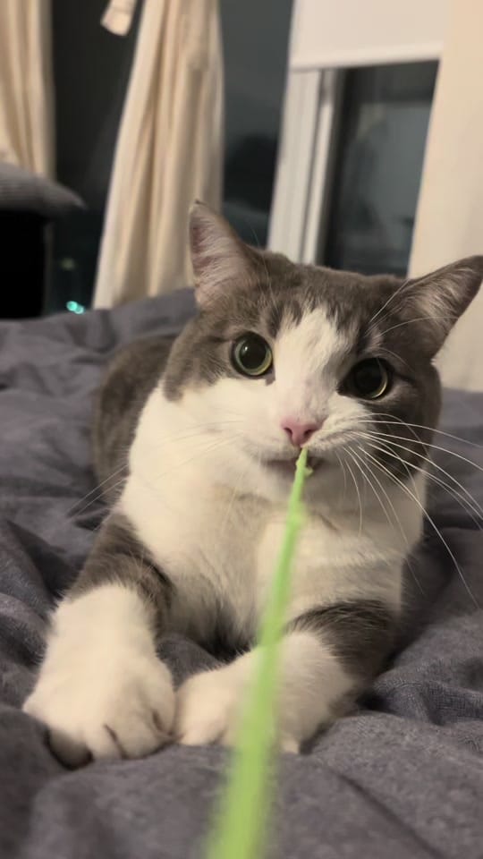 Post 5 by Jiingie on TikTok (video)