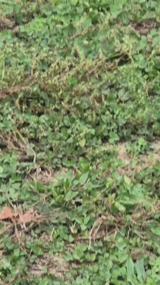 Post 2 by Provoken Thought on TikTok (video)