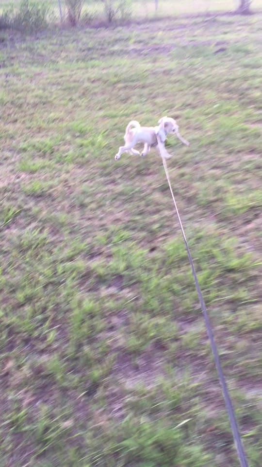 Post 9 by Randy Newman on TikTok (video)