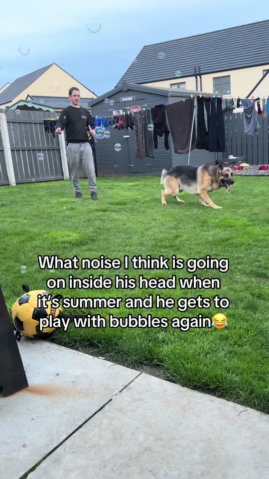 Post 5 by JacobTheGSD🐶❤️ on TikTok (video)