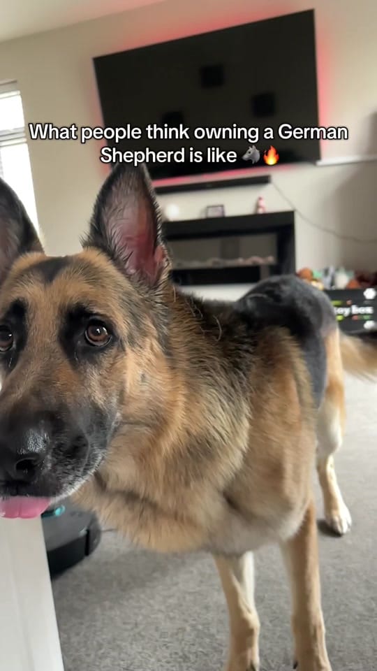 Post 2 by JacobTheGSD🐶❤️ on TikTok (video)