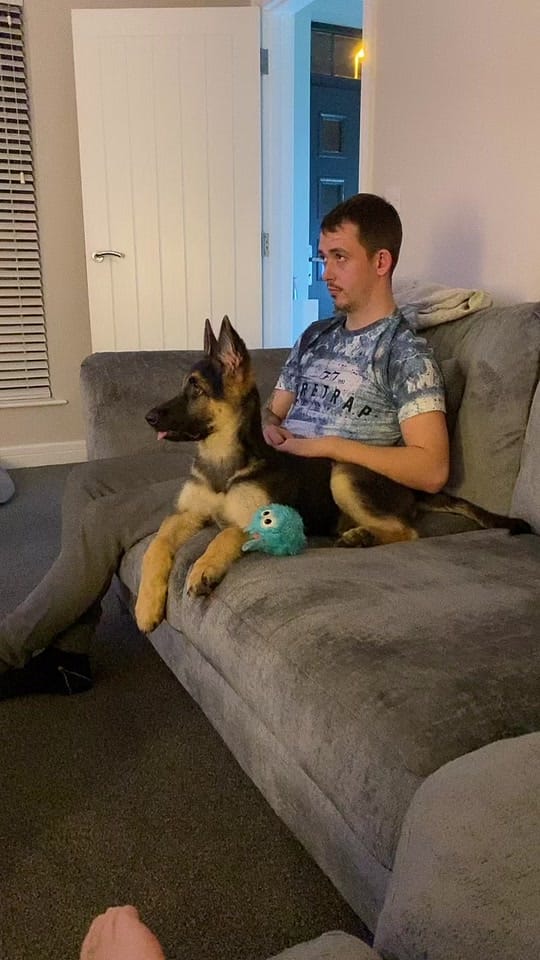 Post 10 by JacobTheGSD🐶❤️ on TikTok (video)