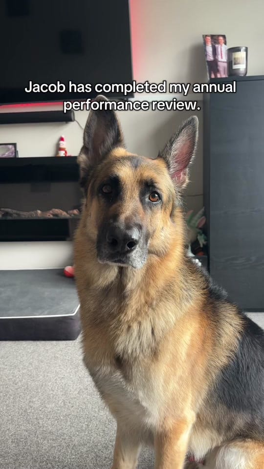 Post 3 by JacobTheGSD🐶❤️ on TikTok (video)