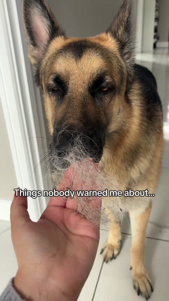Post 4 by JacobTheGSD🐶❤️ on TikTok (video)