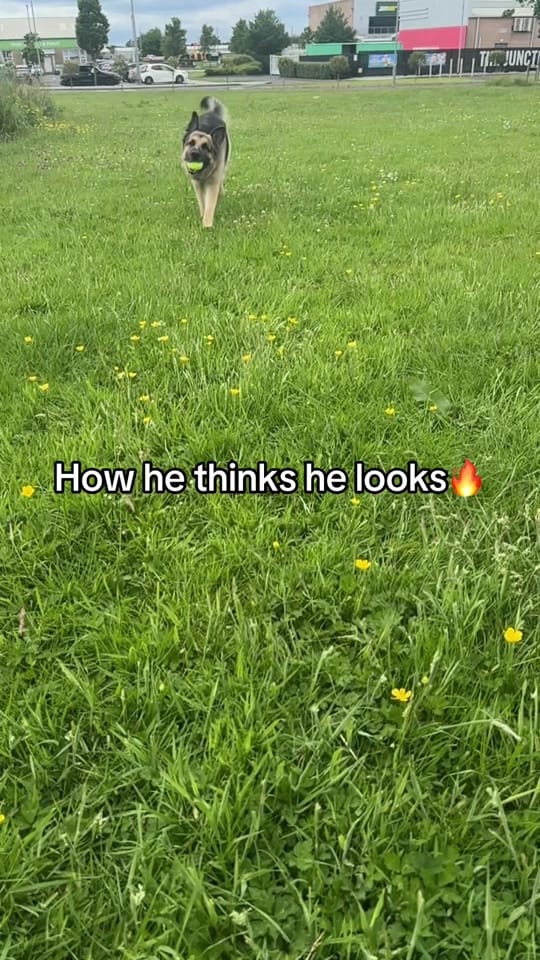 Post 8 by JacobTheGSD🐶❤️ on TikTok (video)