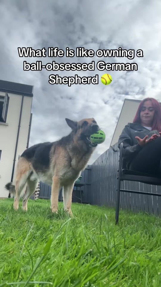 Post 7 by JacobTheGSD🐶❤️ on TikTok (video)