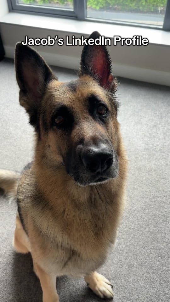 Post 1 by JacobTheGSD🐶❤️ on TikTok (video)