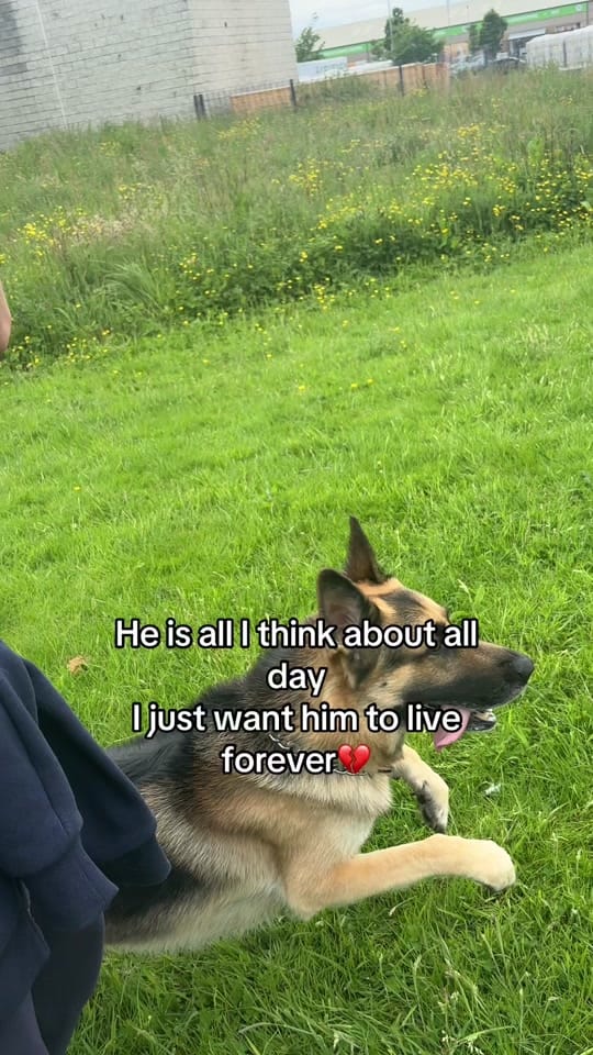 Post 6 by JacobTheGSD🐶❤️ on TikTok (video)