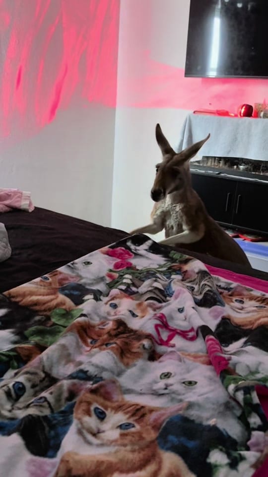 Post 6 by 🩸𝖆𝖓𝖌𝖎𝖊🩸 on TikTok (video)