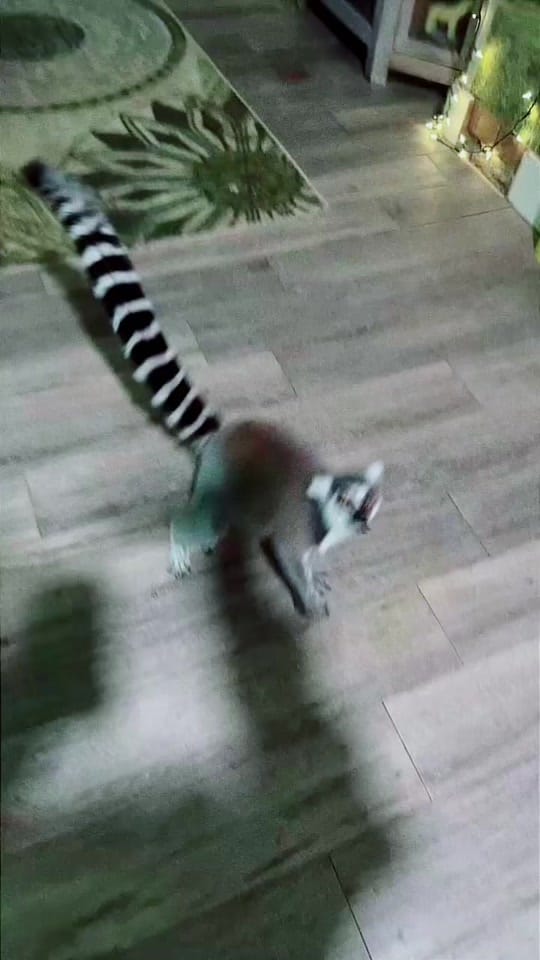 Post 9 by 🩸𝖆𝖓𝖌𝖎𝖊🩸 on TikTok (video)