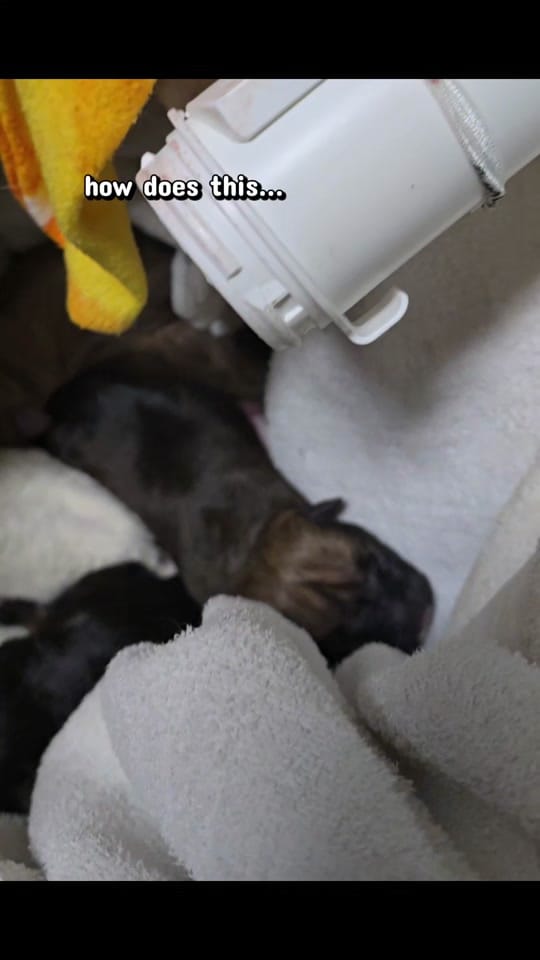 Post 1 by Gause Blvd Vet Hosp on TikTok (video)