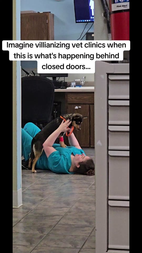Post 5 by Gause Blvd Vet Hosp on TikTok (video)