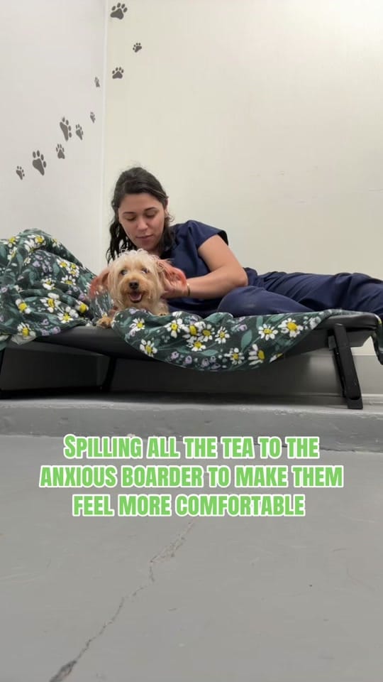 Post 3 by Gause Blvd Vet Hosp on TikTok (video)