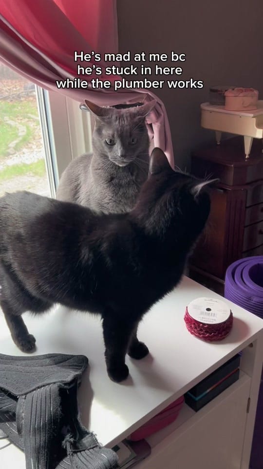 Post 6 by Hair and Hay on TikTok (video)