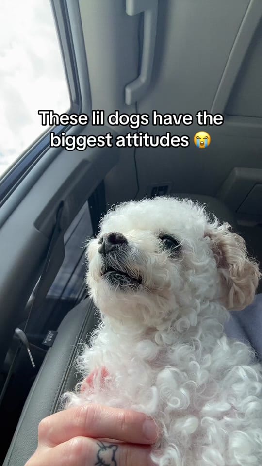 Post 4 by Hair and Hay on TikTok (video)