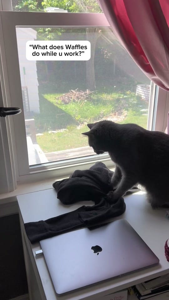 Post 1 by Hair and Hay on TikTok (video)