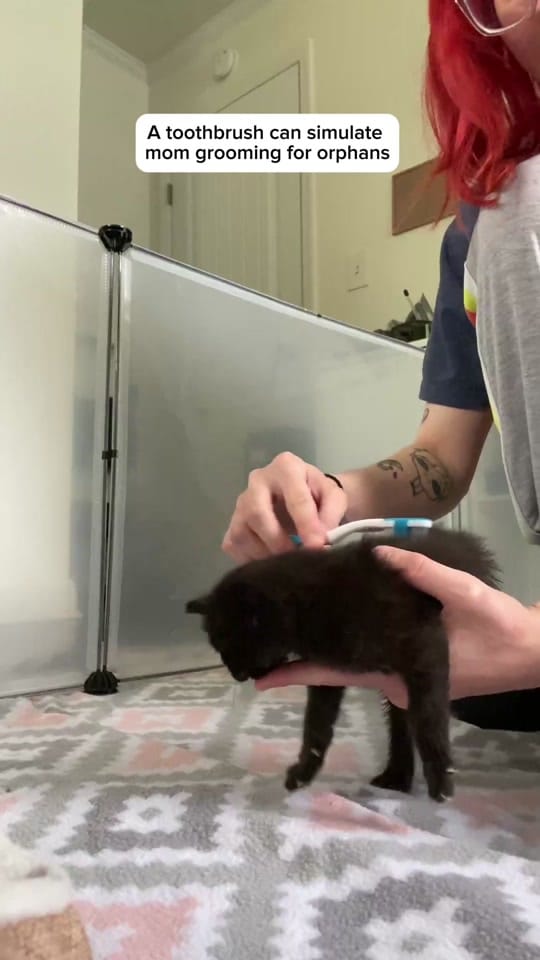 Post 10 by Hair and Hay on TikTok (video)