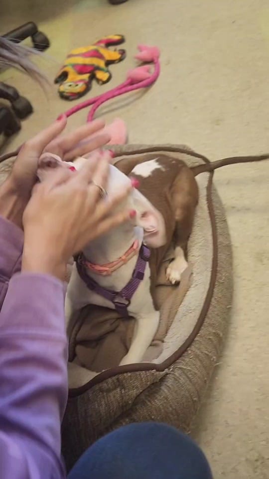 Post 10 by Capital Area Humane Society on TikTok (video)