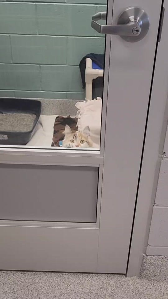 Post 9 by Capital Area Humane Society on TikTok (video)