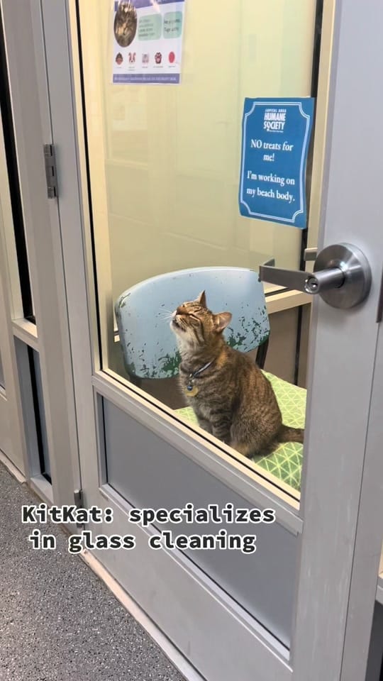 Post 8 by Capital Area Humane Society on TikTok (video)