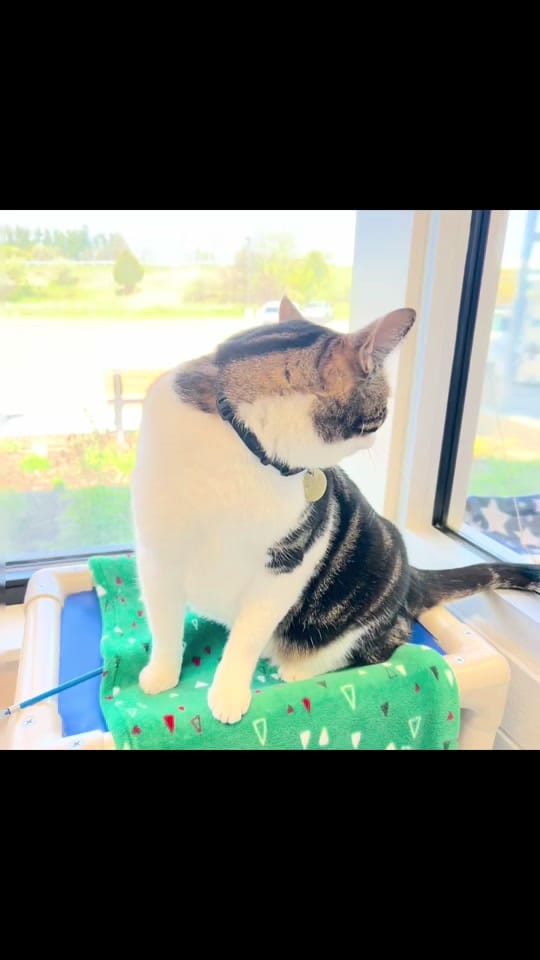 Post 6 by Capital Area Humane Society on TikTok (video)