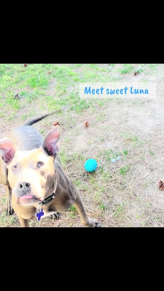 Post 5 by Capital Area Humane Society on TikTok (video)