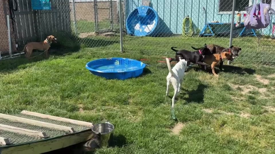 Post 4 by Capital Area Humane Society on TikTok (video)