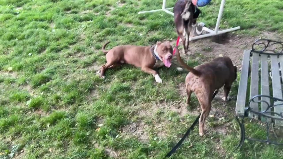 Post 2 by Capital Area Humane Society on TikTok (video)