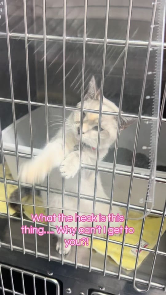 Post 3 by Capital Area Humane Society on TikTok (video)