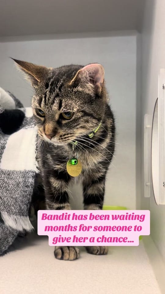 Post 1 by Capital Area Humane Society on TikTok (video)