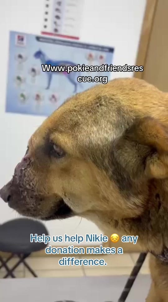 Post 7 by pokieandfriends on TikTok (video)