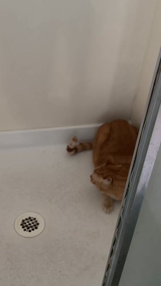 Post 3 by Kaitlin Richard on TikTok (video)