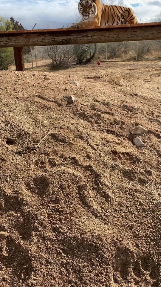 Post 9 by Kaitlin Richard on TikTok (video)