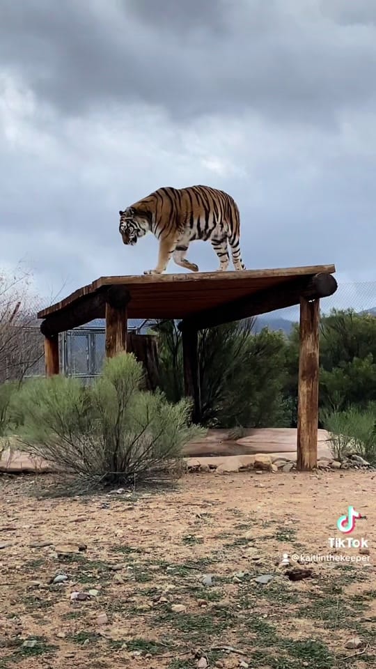 Post 6 by Kaitlin Richard on TikTok (video)