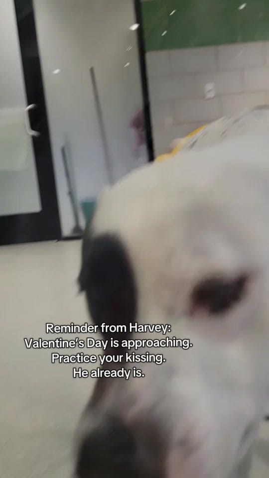 Post 2 by All Kind Animal Initiative on TikTok (video)