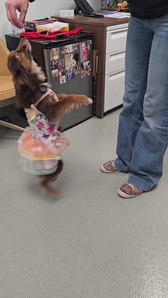 Post 6 by All Kind Animal Initiative on TikTok (video)