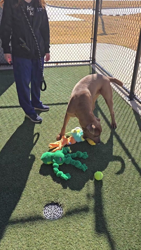 Post 4 by All Kind Animal Initiative on TikTok (video)