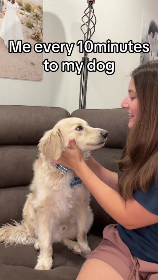 Post 9 by Boone the Golden Pup on TikTok (video)