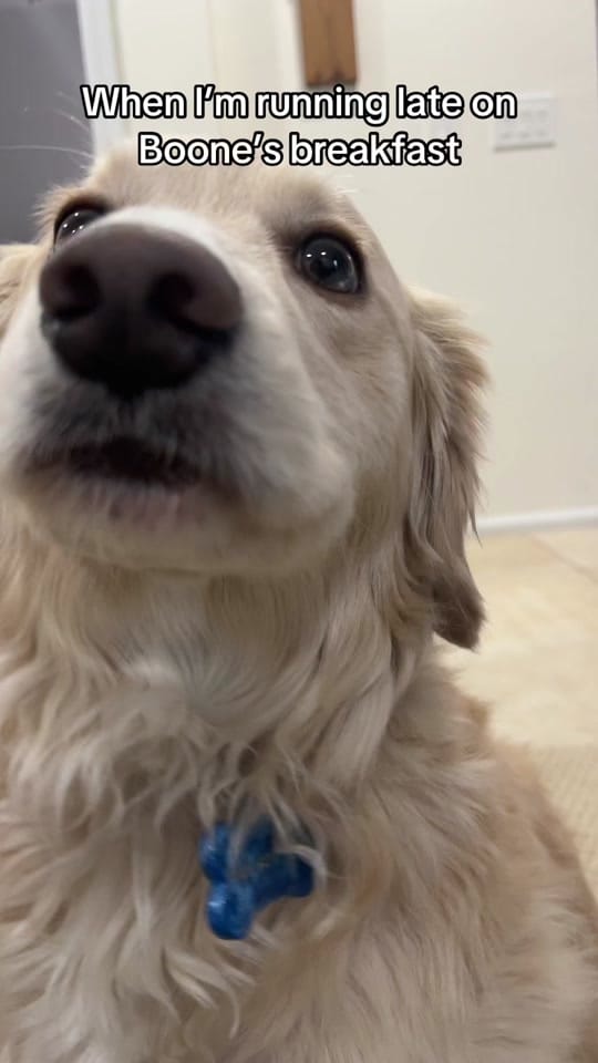 Post 1 by Boone the Golden Pup on TikTok (video)
