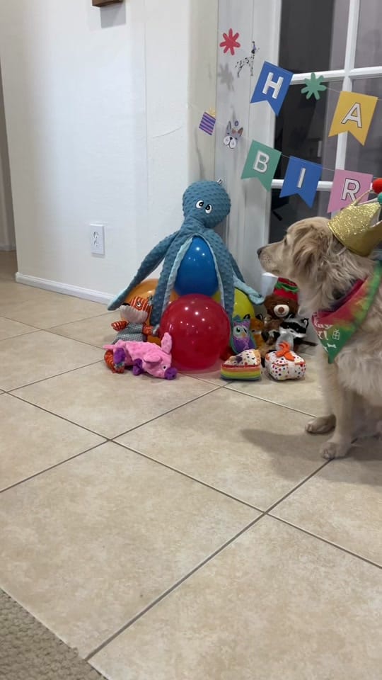 Post 3 by Boone the Golden Pup on TikTok (video)