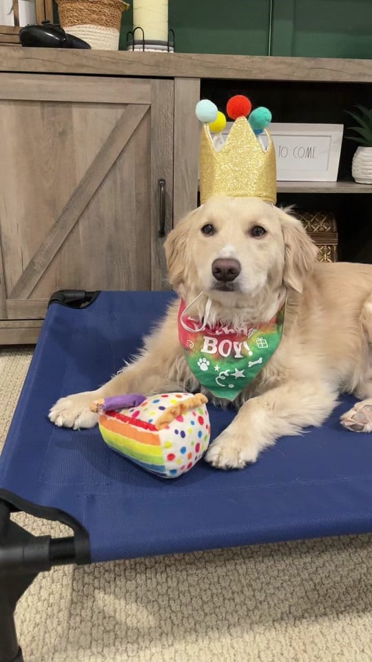 Post 7 by Boone the Golden Pup on TikTok (video)