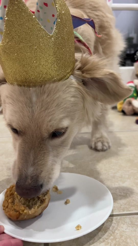 Post 5 by Boone the Golden Pup on TikTok (video)