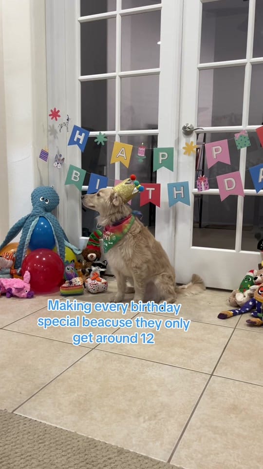 Post 6 by Boone the Golden Pup on TikTok (video)