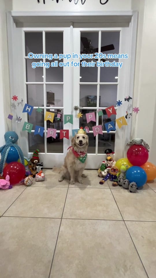 Post 4 by Boone the Golden Pup on TikTok (video)