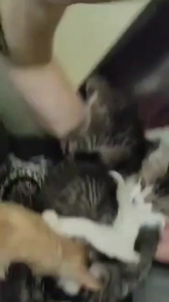 Post 10 by teamferalhouston on TikTok (video)
