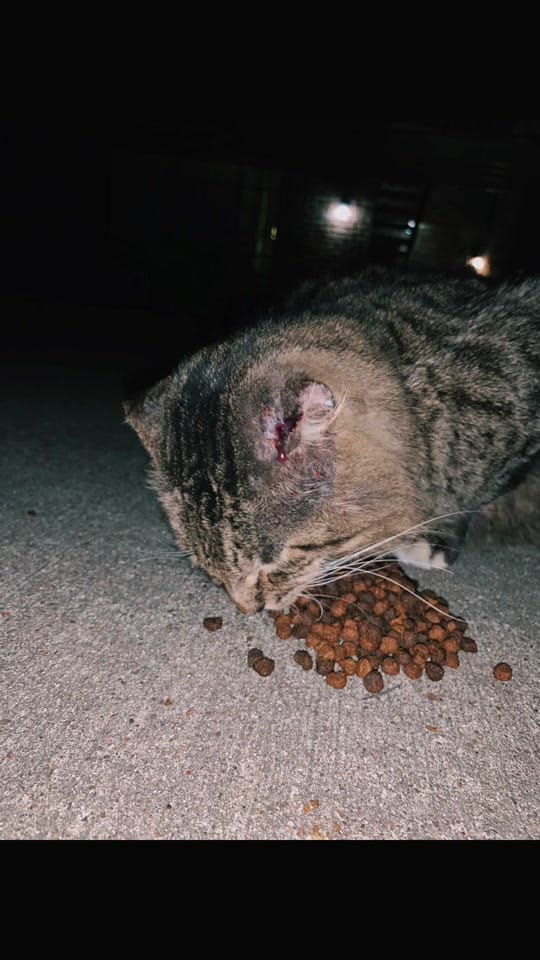 Post 3 by teamferalhouston on TikTok (video)