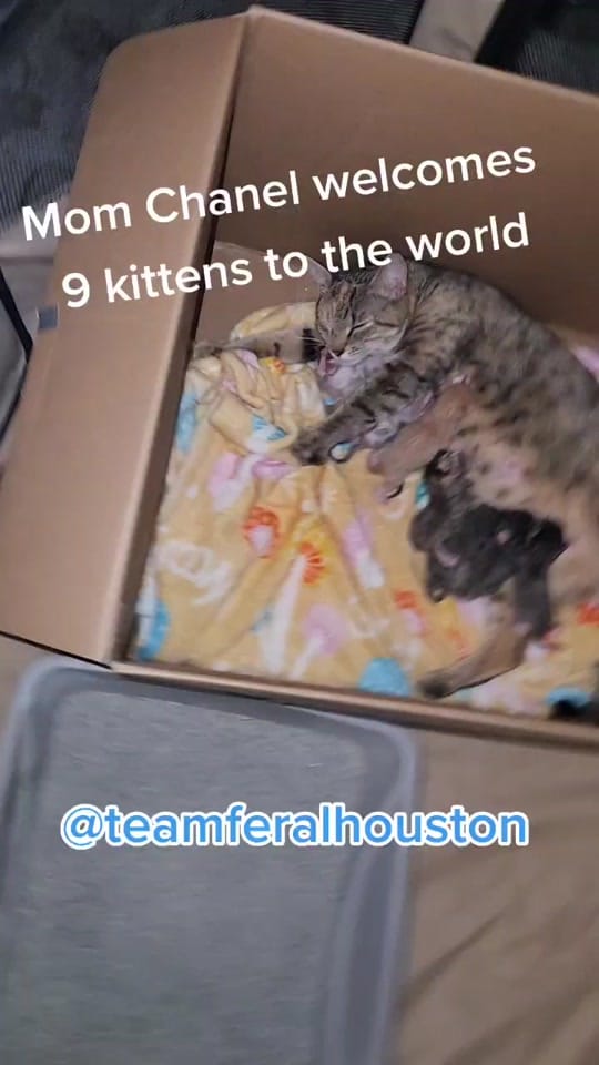 Post 9 by teamferalhouston on TikTok (video)
