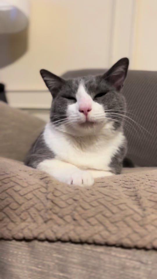 Post 4 by teamferalhouston on TikTok (video)
