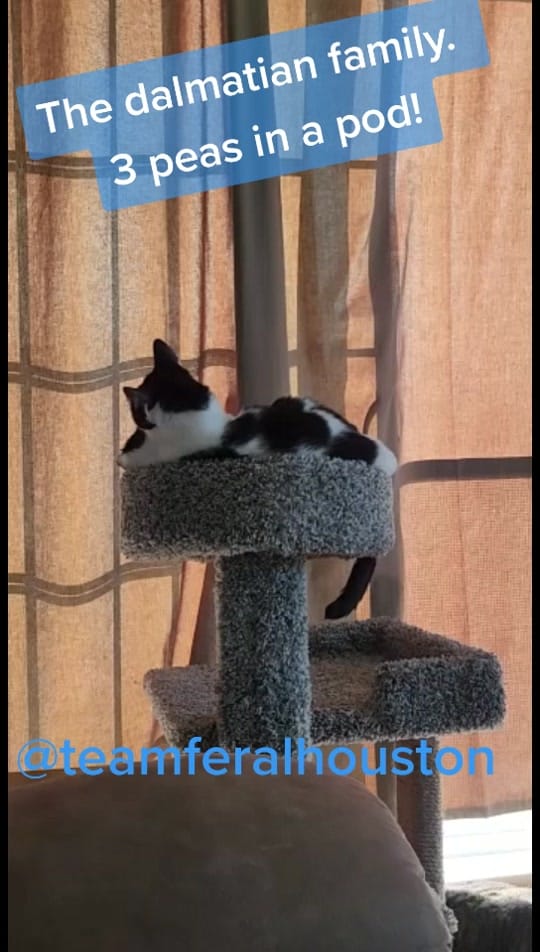 Post 6 by teamferalhouston on TikTok (video)