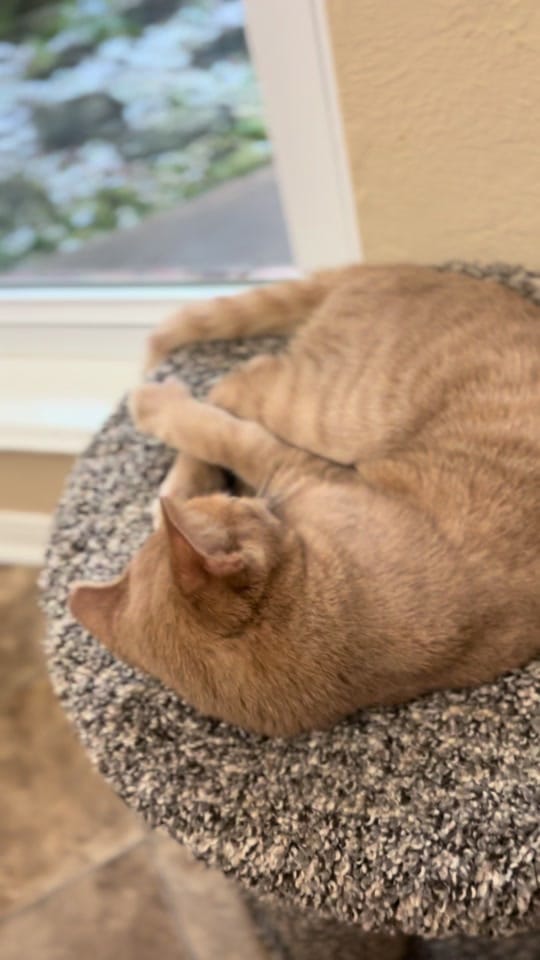 Post 5 by teamferalhouston on TikTok (video)